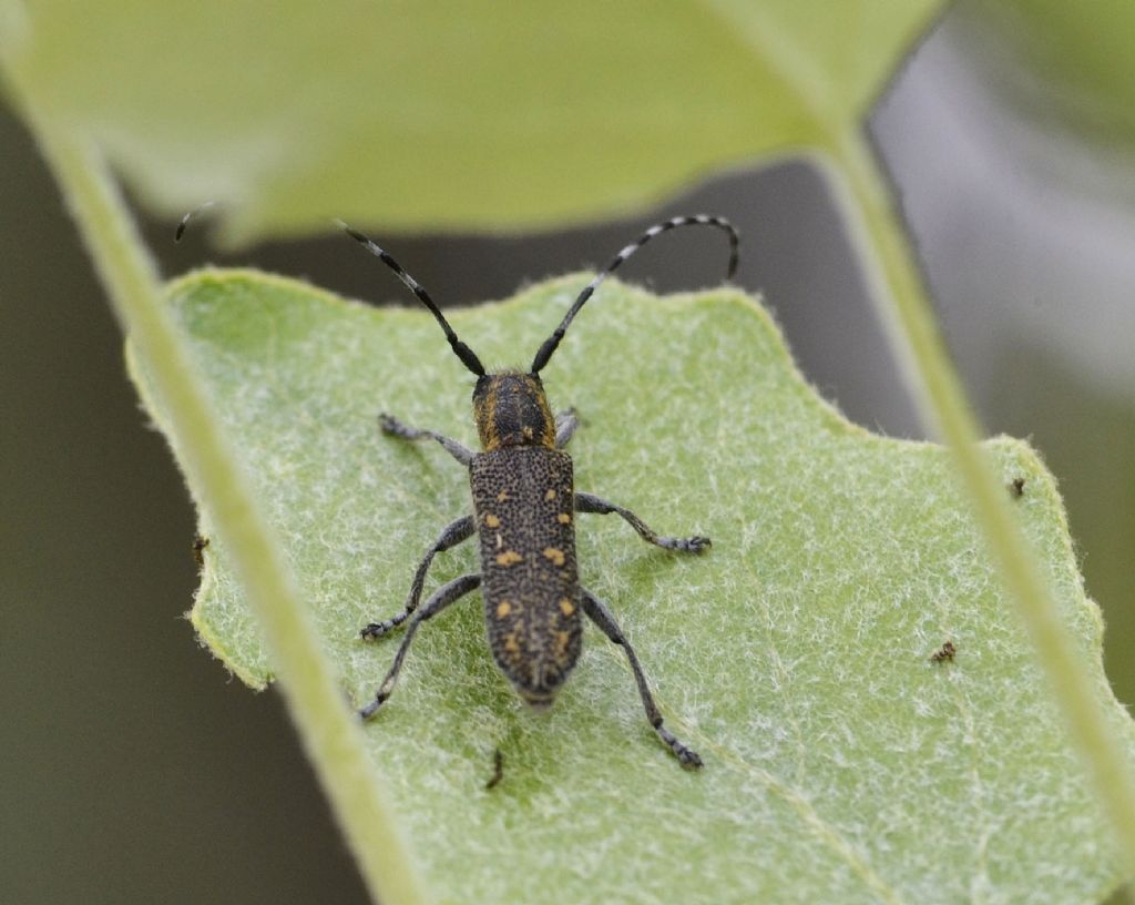 Cerambycidae: Saperda populnea?  S !